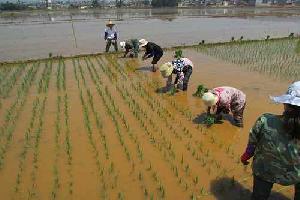云南陆良县水稻新品种品比试验圆满完成栽插