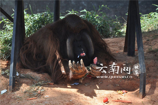 红毛猩猩吃冰棒