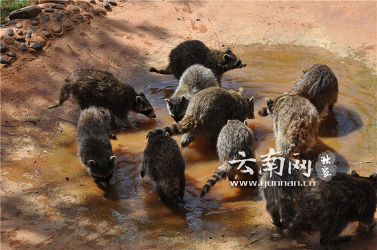 小浣熊集体玩水
