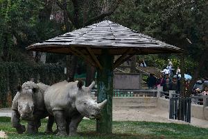 2头犀牛首次住进昆明动物园