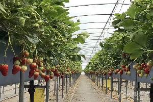会泽县首家高架立体冬草莓栽培示范种植全面完成