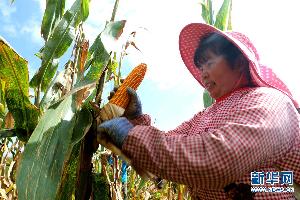 罗平县：40万亩玉米相继进入成熟采收期
